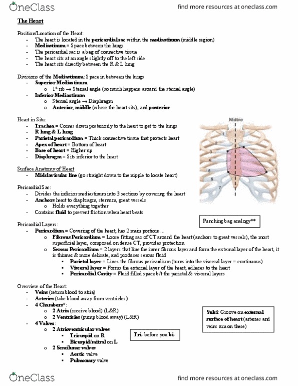 Kinesiology 2222A/B Lecture Notes - Lecture 8: Sternal Angle, Tricuspid Valve, Aortic Valve thumbnail