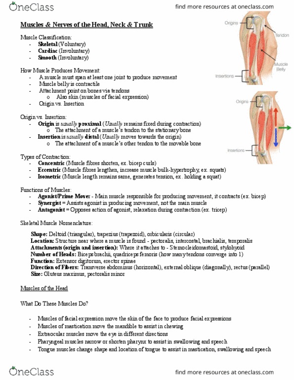 Kinesiology 2222A/B Lecture Notes - Lecture 4: Erector Spinae Muscles, Corrugator Supercilii Muscle, Orbicularis Oculi Muscle thumbnail