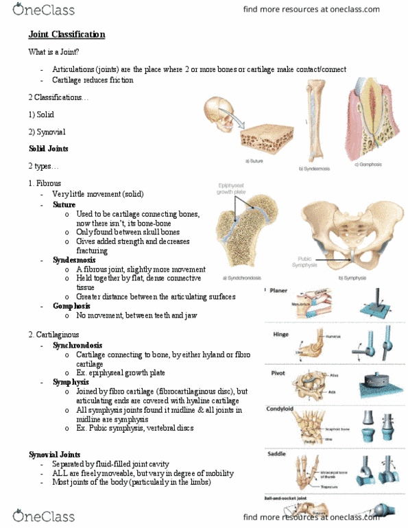 Kinesiology 2222A/B Lecture Notes - Lecture 3: Synovial Joint, Hyaline Cartilage, Pubic Symphysis thumbnail