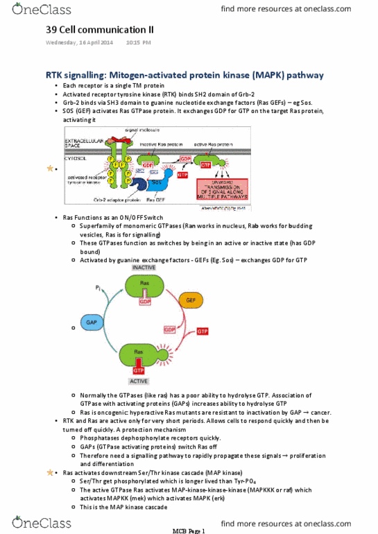 BIOM20001 Lecture Notes - Lecture 39: Guanine Nucleotide Exchange Factor, Sh3 Domain, Sh2 Domain thumbnail