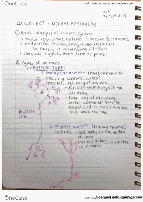 BIOL 155 Lecture 6: Neural Physiology 1 thumbnail
