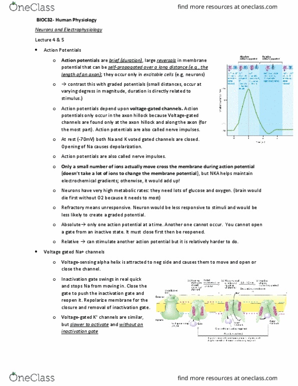 BIOC32H3 Lecture Notes - Lecture 4: Axon Hillock, Local Anesthesia, Alpha Helix thumbnail