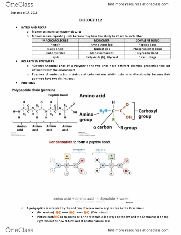 BIOL 112 Lecture Notes - Lecture 6: Phosphodiester Bond, Macromolecule, Dipeptide cover image