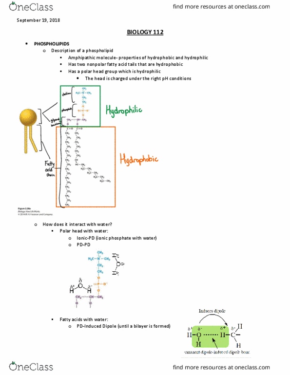 BIOL 112 Lecture Notes - Lecture 7: Lipid Bilayer, Phospholipid, Hydrophile cover image