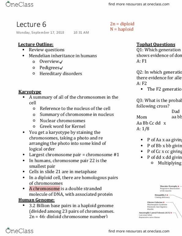BIOL 226 Lecture Notes - Lecture 6: Mendelian Inheritance, Karyotype, Metaphase thumbnail
