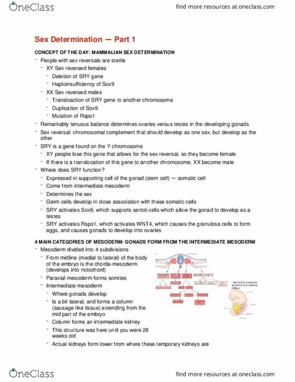 CMMB 403 Lecture Notes - Lecture 10: Paraxial Mesoderm, Intermediate Mesoderm, Sox9 thumbnail