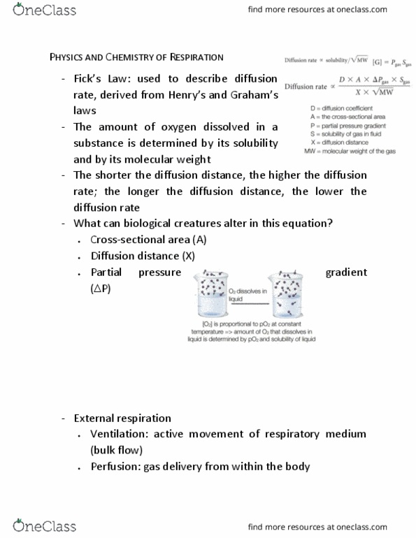 BIO202H5 Lecture Notes - Lecture 4: Perfusion, Partial Pressure, Bronchiole thumbnail