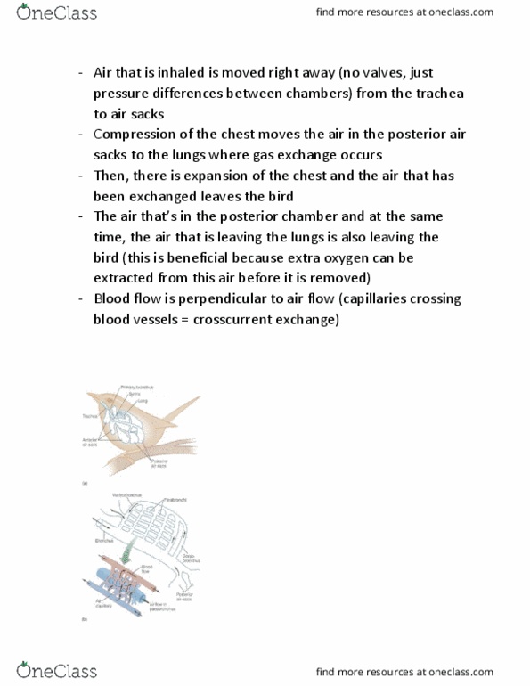 BIO202H5 Lecture Notes - Lecture 8: Posterior Chamber Of Eyeball, Trachea, Partial Pressure thumbnail