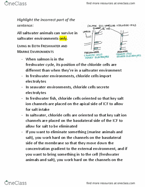 BIO202H5 Lecture Notes - Lecture 19: Coffee Filter, Nephridium, Stellate Cell thumbnail