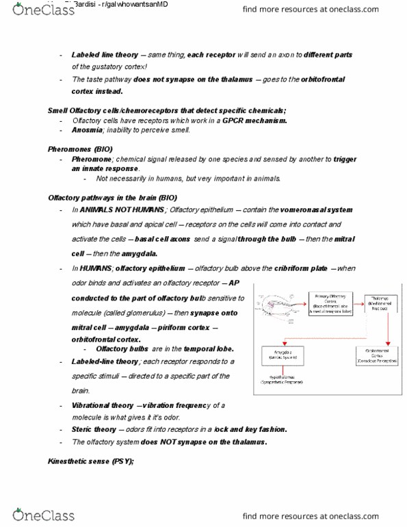 PSC 100 Lecture Notes - Lecture 2: Olfactory Bulb, Olfactory Epithelium, Piriform Cortex thumbnail