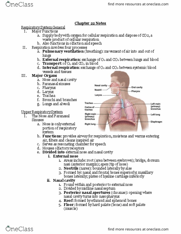 BIO106 Lecture Notes - Lecture 4: Posterior Nasal Apertures, Lingual Tonsils, Olfactory Mucosa thumbnail