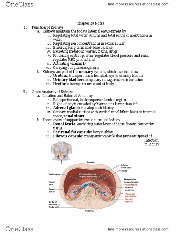 BIO106 Lecture Notes - Lecture 7: Renal Corpuscle, Renal Pelvis, Renal Pyramids thumbnail