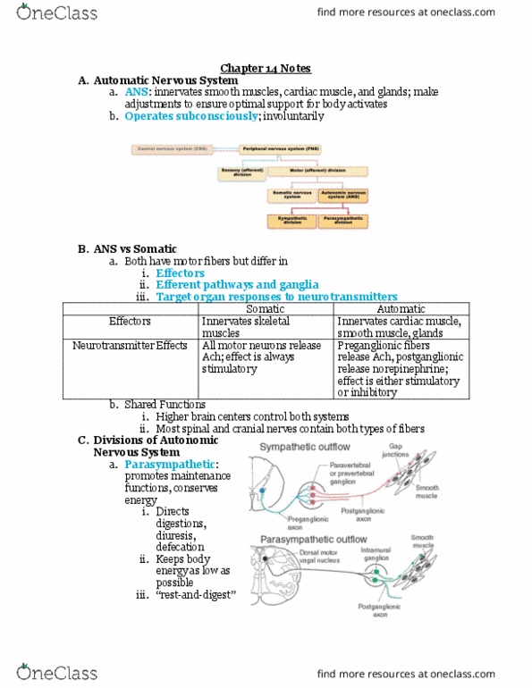BIO106 Lecture Notes - Lecture 9: Autonomic Nervous System, Cardiac Muscle, Cranial Nerves thumbnail