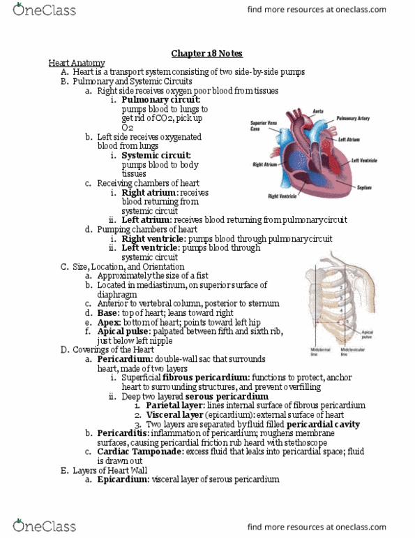 BIO106 Lecture Notes - Lecture 12: Pericardial Friction Rub, Pulmonary Circulation, Pericardium thumbnail