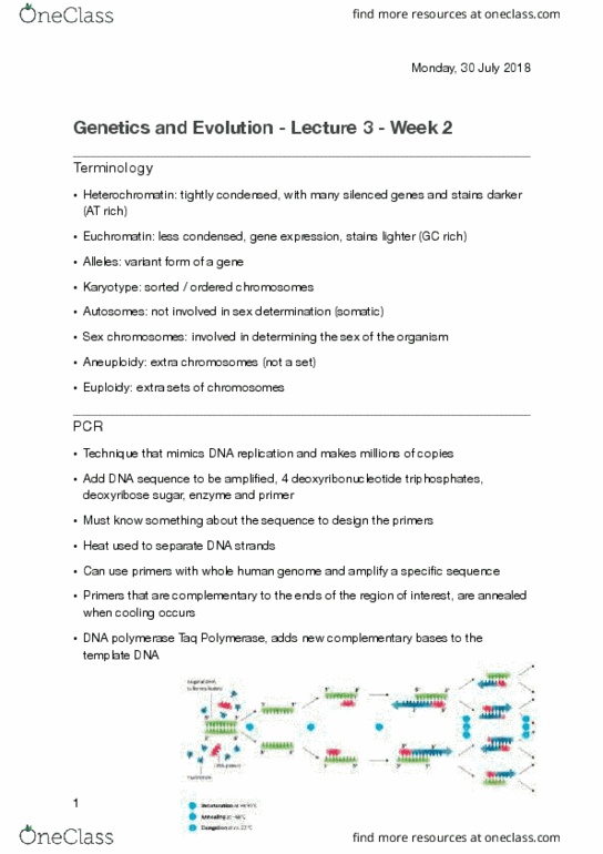 BIOL10005 Lecture Notes - Lecture 3: Allosome, Dna Replication, Deoxyribonucleotide thumbnail