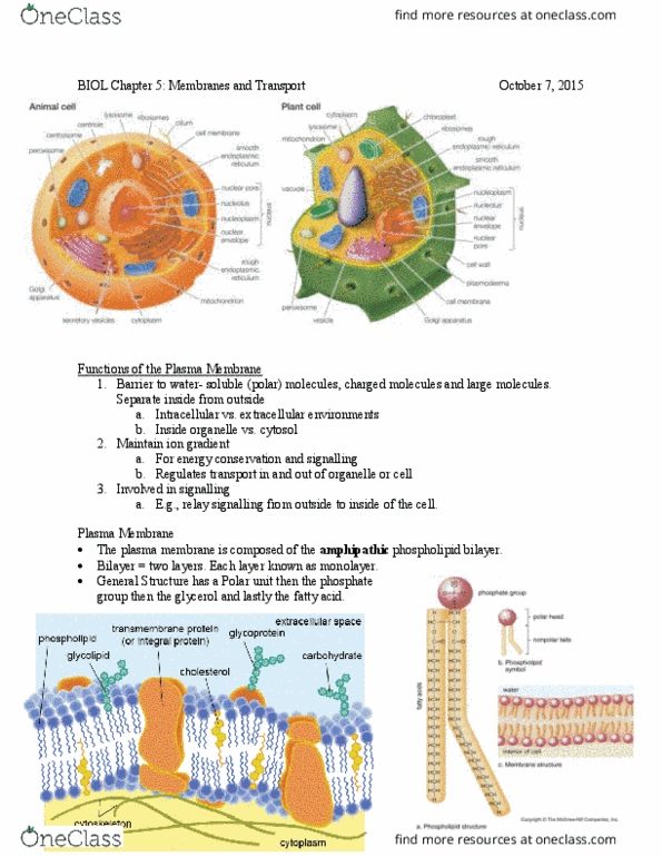 BIOL 1000 Lecture Notes - Lecture 5: Lipid Bilayer, Fluid Mosaic Model, Membrane Transport Protein thumbnail