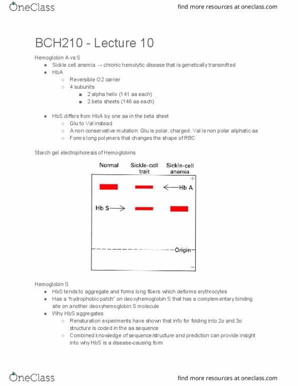 BCH210H1 Lecture Notes - Lecture 10: Hemoglobin, Beta Helix, Beta Sheet thumbnail