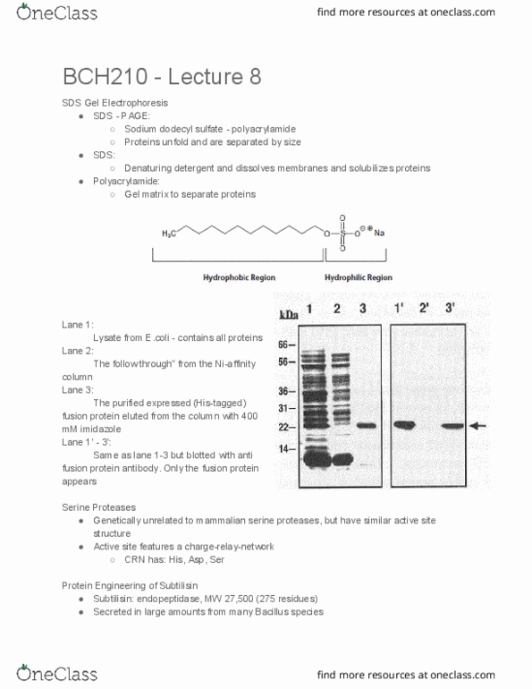 BCH210H1 Lecture Notes - Lecture 8: Sodium Dodecyl Sulfate, Subtilisin, Fusion Protein thumbnail