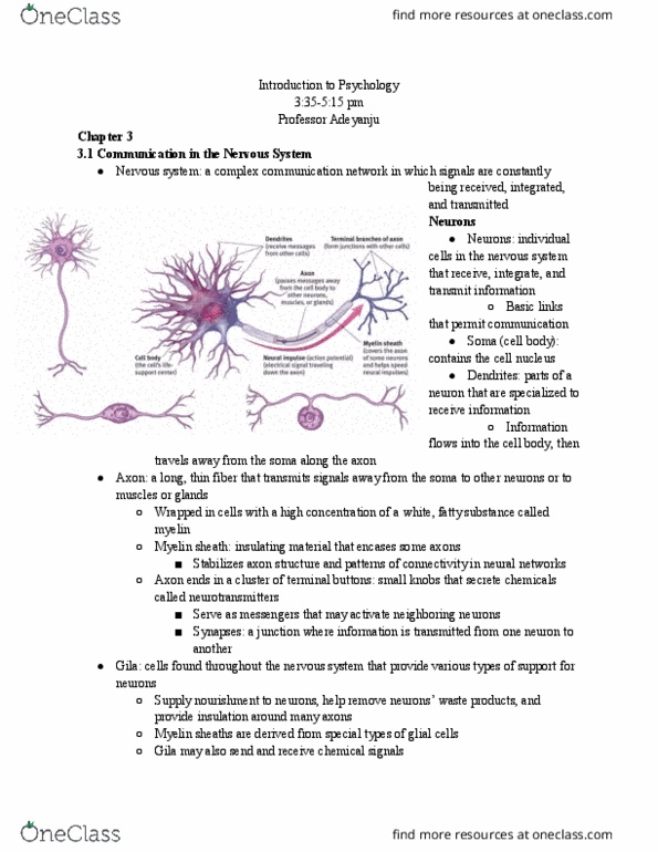 PSY 111 Chapter Notes - Chapter 3: Peripheral Nervous System, Myelin, Synaptic Pruning thumbnail