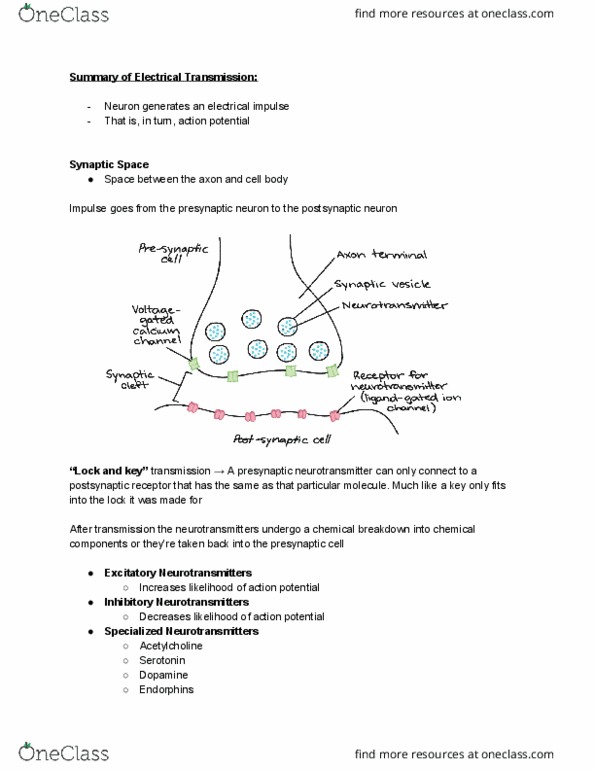 Psychology 1100E Lecture Notes - Lecture 6: Neurotransmitter Receptor, Endorphins, Acetylcholine thumbnail
