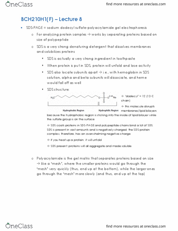 BCH210H1 Lecture Notes - Lecture 8: Polyacrylamide, Toothpaste, Protein Structure thumbnail