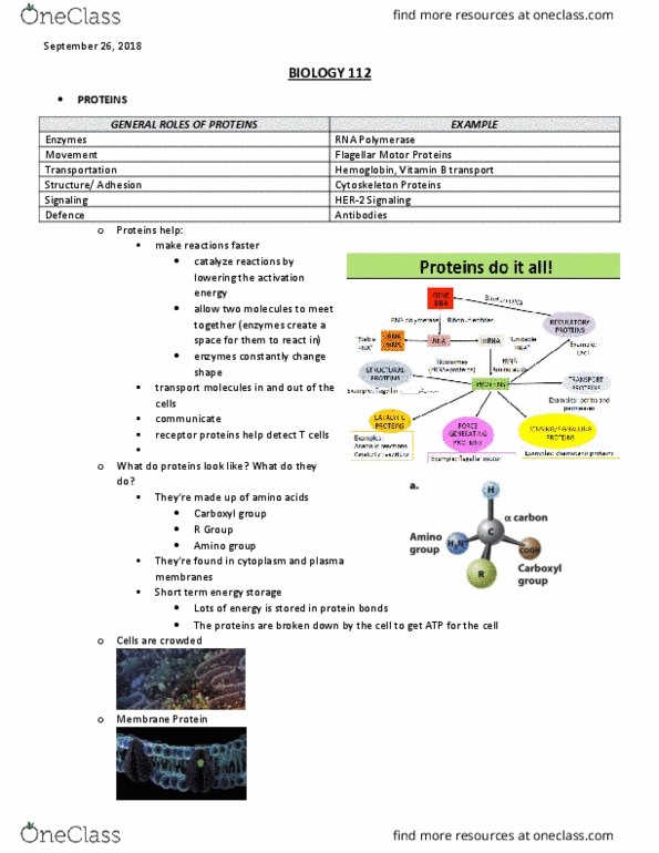 BIOL 112 Lecture Notes - Lecture 10: Group R, Ion Channel, Amine cover image