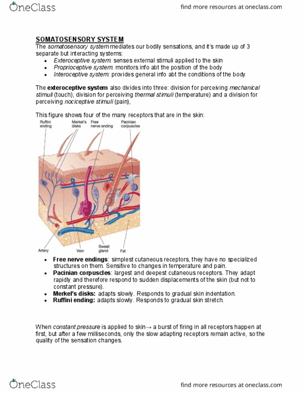 PSY290H1 Chapter Notes - Chapter 7: Anosognosia, Secondary Somatosensory Cortex, Morphine thumbnail