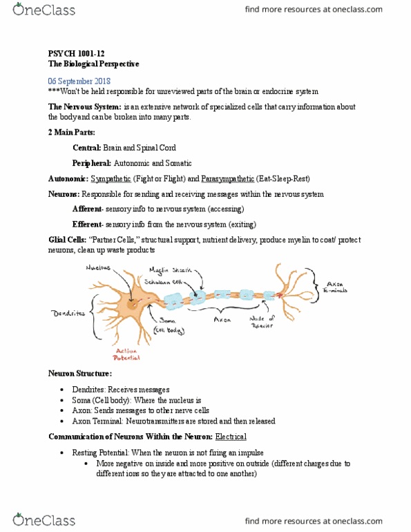 PSYC 1001 Lecture Notes - Lecture 2: Myelin, Synaptic Vesicle, Anesthetic thumbnail