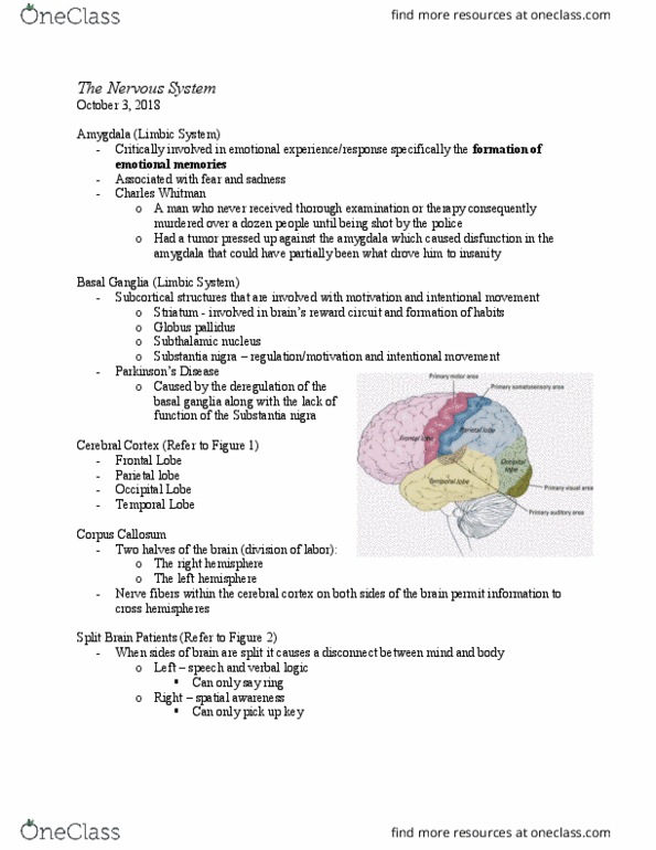 CAS PS 101 Lecture Notes - Lecture 11: Motor Cortex, Auditory Cortex, Peripheral Nervous System thumbnail