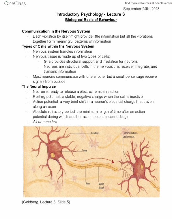 PSYC 1010 Lecture Notes - Lecture 3: Twin, Autonomic Nervous System, Hindbrain cover image