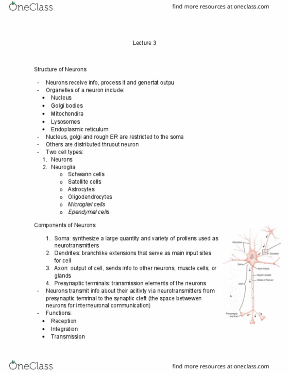 HLSC 2400U Lecture Notes - Lecture 1: Myelin, Neuroglia, Motor Neuron thumbnail