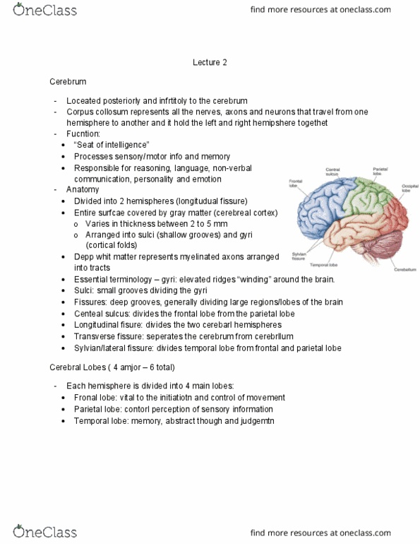 HLSC 2400U Lecture Notes - Lecture 2: Cerebellar Vermis, Insular Cortex, Brainstem thumbnail