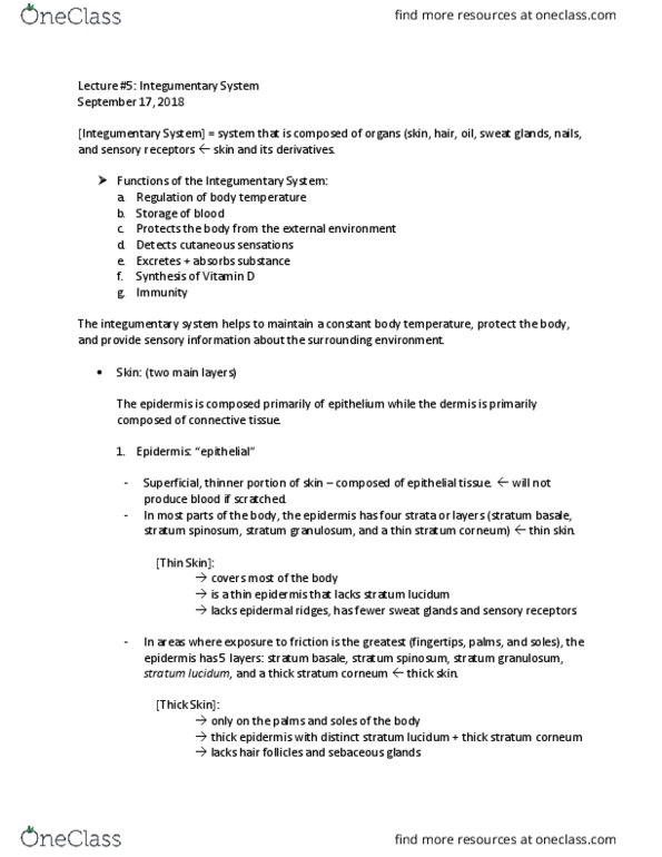 ANAT 1010 Lecture Notes - Lecture 5: Monocyte, Loose Connective Tissue, Cell Division thumbnail