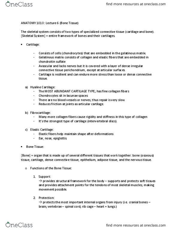 ANAT 1010 Lecture Notes - Lecture 6: Medullary Cavity, Histology, Ossification thumbnail