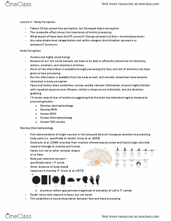 PSYC51H3 Lecture Notes - Lecture 6: Extrastriate Cortex, Extrastriate Body Area, Fusiform Gyrus thumbnail