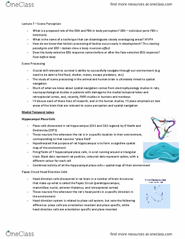 PSYC51H3 Lecture Notes - Lecture 7: Mnemonic, Parieto-Occipital Sulcus, Parahippocampal Gyrus thumbnail