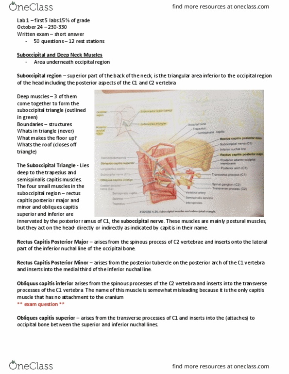 KIN 2320 Lecture Notes - Lecture 14: Gluteus Maximus Muscle, Vertebral Artery, Hyaline Cartilage thumbnail