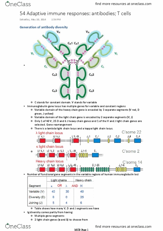 BIOM20001 Lecture 54: 54 Adaptive immune responses antibodies T cells A thumbnail