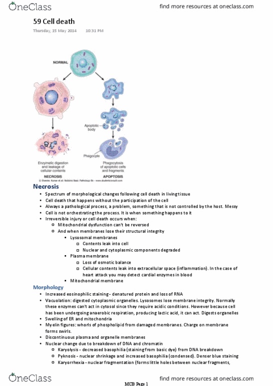 BIOM20001 Lecture Notes - Lecture 59: Apoptosis, Embryogenesis, Marination thumbnail