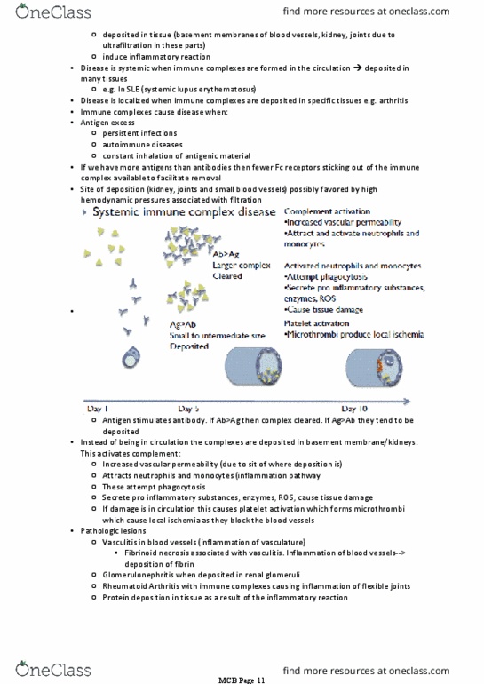 BIOM20001 Lecture Notes - Lecture 62: Tuberculosis, Immunoglobulin M, Autoantibody thumbnail