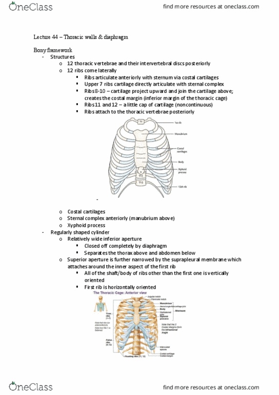 BIOM20002 Lecture Notes - Lecture 44: Pericardium, External Intercostal Muscles, Spinal Nerve thumbnail