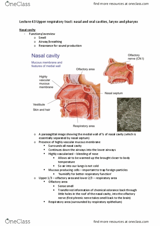 BIOM20002 Lecture Notes - Lecture 43: Soft Palate, Pharynx, Lingual Papilla thumbnail