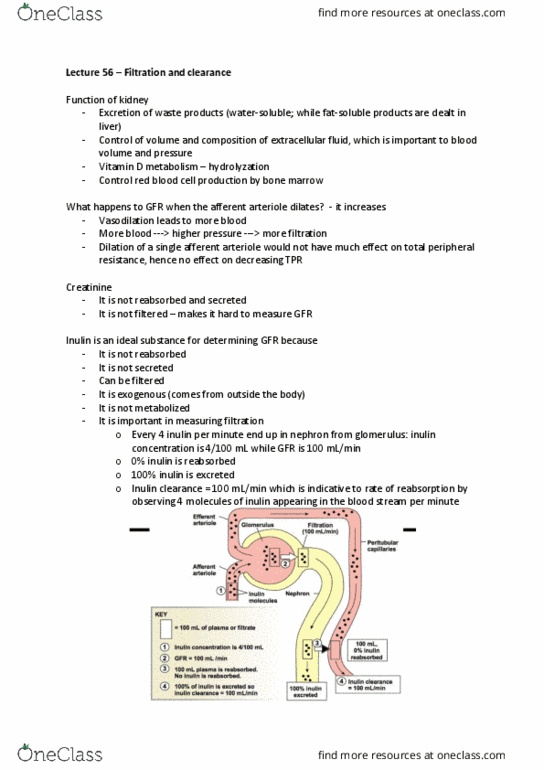 BIOM20002 Lecture Notes - Lecture 56: Aldosterone, Vasoconstriction, Paracrine Signalling thumbnail