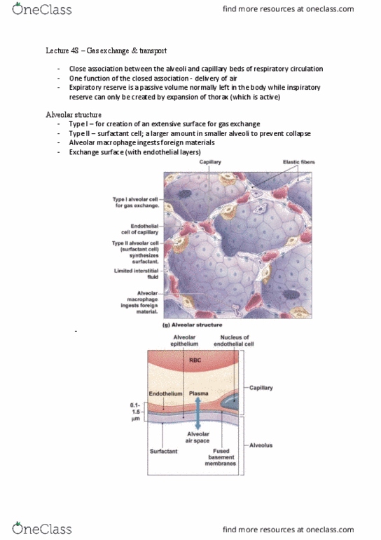 BIOM20002 Lecture Notes - Lecture 48: Alveolar Pressure, Partial Pressure, Hemoglobin thumbnail