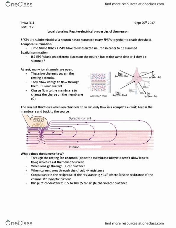 PHGY 311 Lecture Notes - Lecture 7: Small Cell, Resting Potential thumbnail