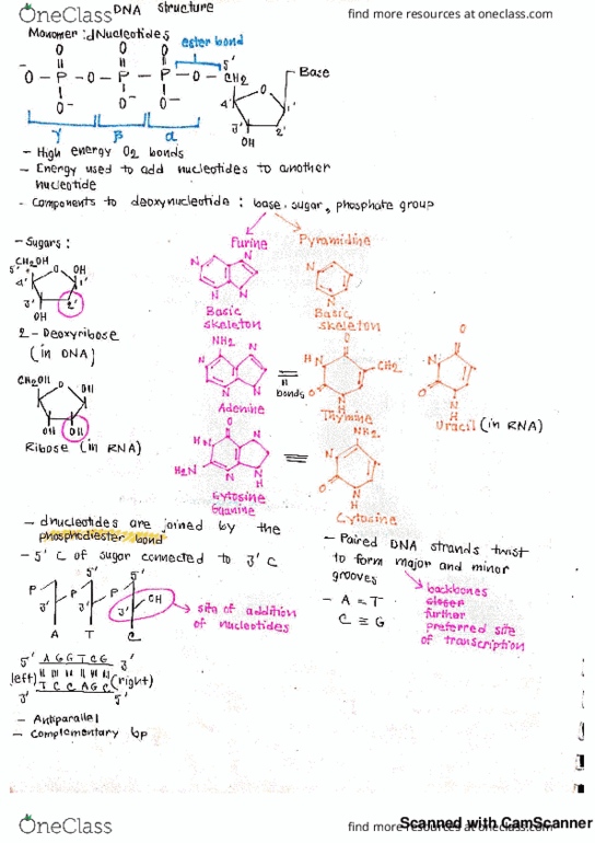 GENET270 Lecture 2: DNA replication and Bacterial genome thumbnail