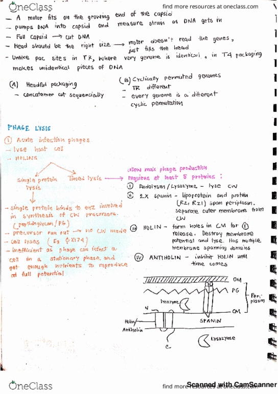 GENET270 Lecture 7: Lambda phage timed lysis thumbnail