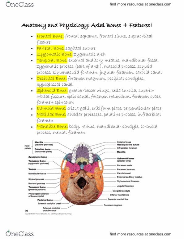 BIOL 2010 Chapter 7: study guide axial bones and features thumbnail