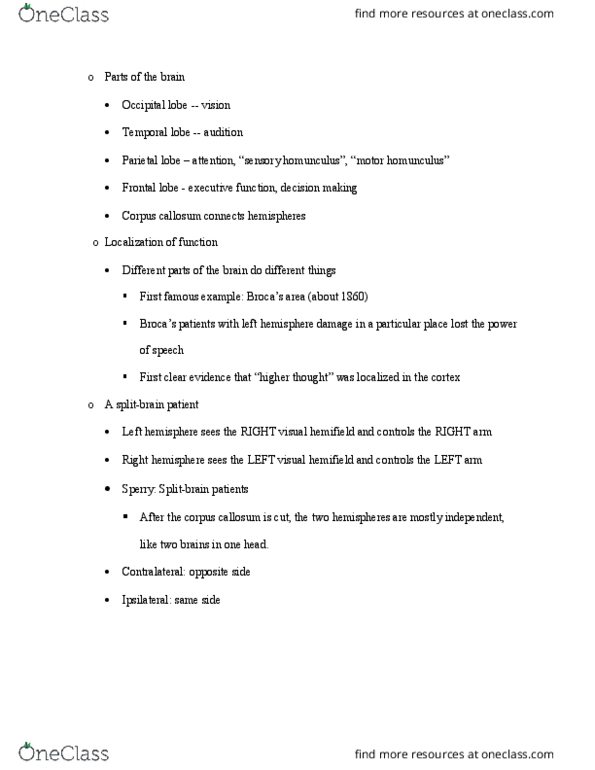 01:830:305 Lecture Notes - Lecture 6: Occipital Lobe, Parietal Lobe, Frontal Lobe thumbnail