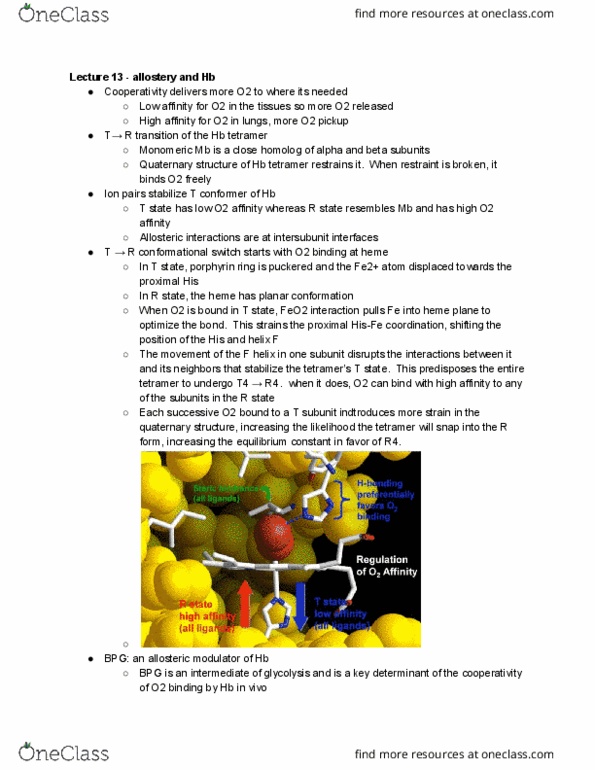 MCB 354 Lecture Notes - Lecture 13: Cooperative Binding, Intimate Ion Pair, Porphyrin thumbnail